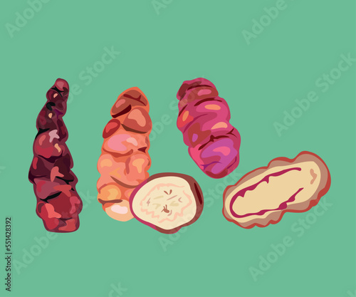different types of peruvian oca vector illustration