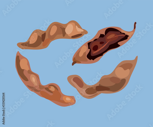 peruvian tamarind vector illustration art