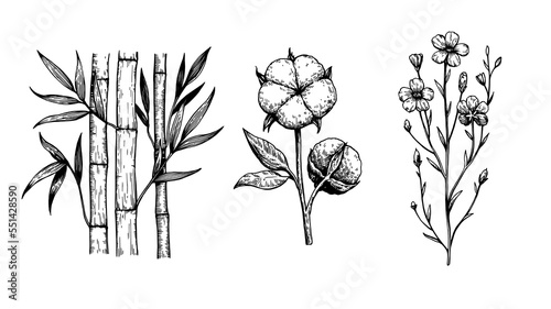 Vector illustration of bamboo, cotton and flax in engraving retro style. Isolated elements for design. 