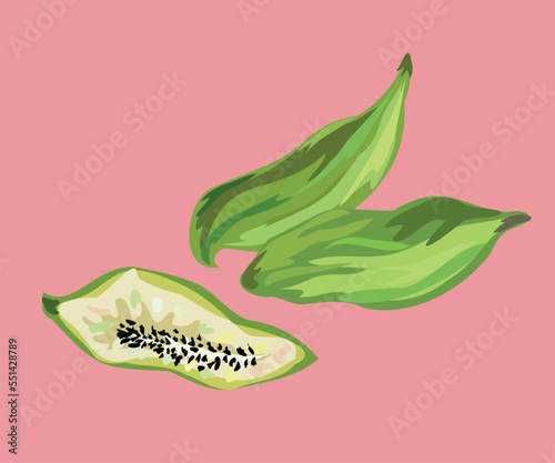 peruvian slipper gourd vector illustration