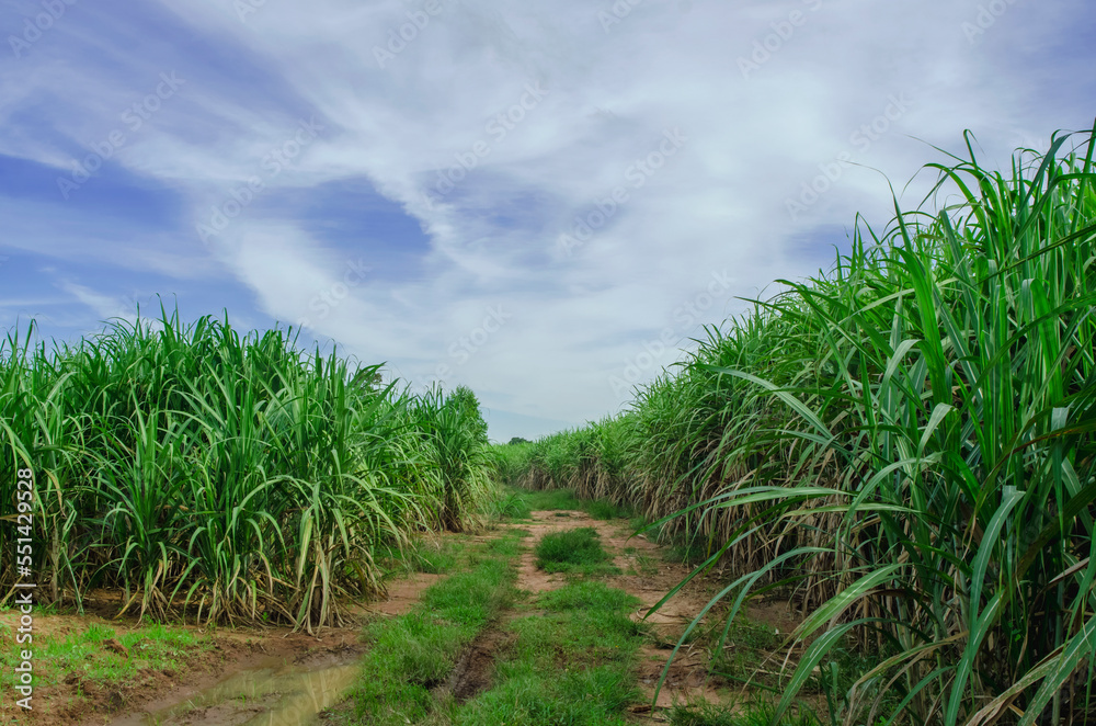 the sugar cane fields are lush with blue sky and clouds the sugar cane fields are lush with blue sky and clouds