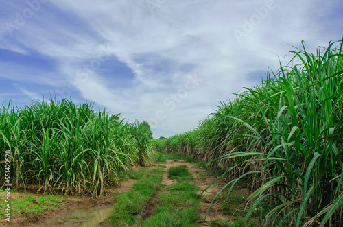 the sugar cane fields are lush with blue sky and clouds
