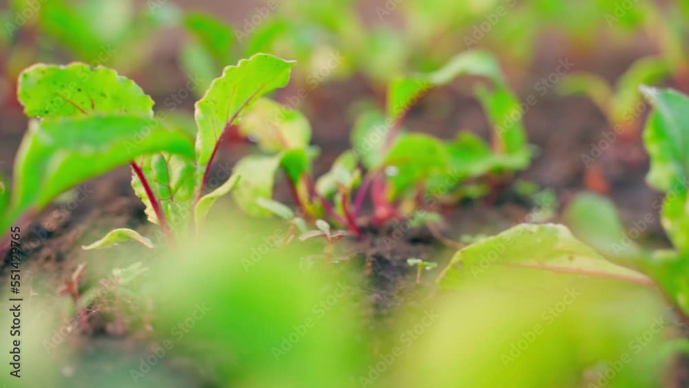 Smooth camera movement around a young growing beet in the soil. Green leaves of growing vegetables in the vegetable garden Smooth camera movement around a young growing beet in the soil. Green leaves of growing vegetables in the vegetable garden