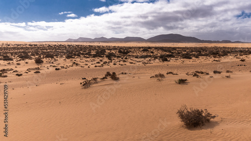Desert plateau with many short bushes and dark mountains in distance against bright blue sky during hot sunny day  Canary Islands