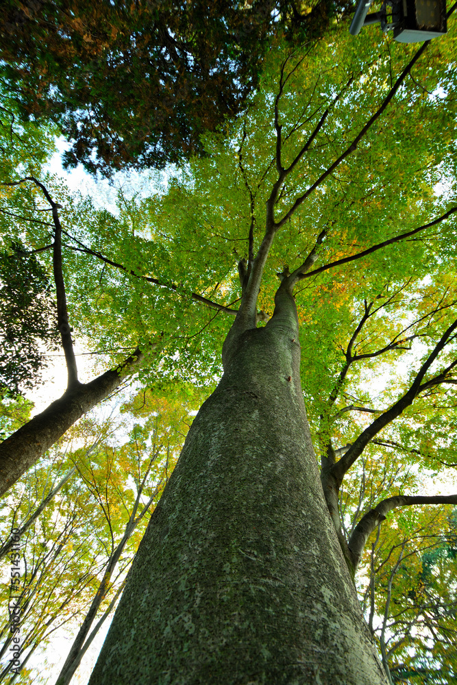 Naklejka premium 下から見上げた木と秋の公園