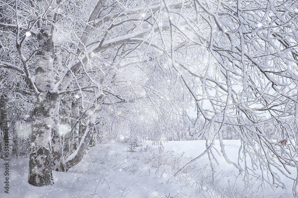 Fototapeta premium branches covered with frost background abstract winter december view