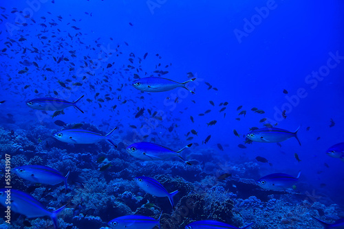 flock of fish in the sea background underwater view