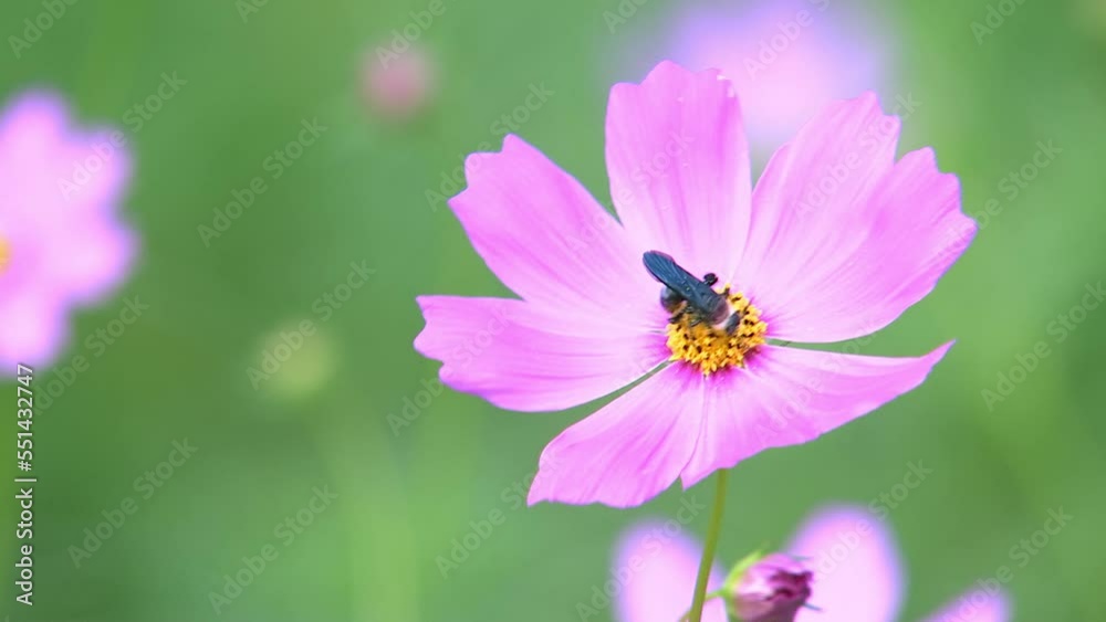 A single purple flower has a bee looking for pollen.Garden background concept, beautiful colorful flowers fluttering in the natural wind during daytime. A single purple flower has a bee looking for pollen.Garden background concept, beautiful colorful flowers fluttering in the natural wind during daytime.