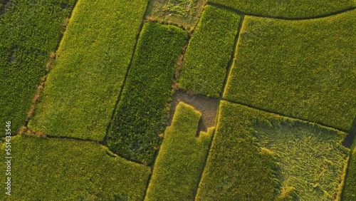 Rotating above mature rice paddy fields with some that have been cultivated photo