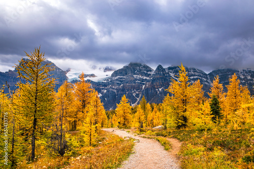 Larch trees at autumn in Canada's Banff National Park