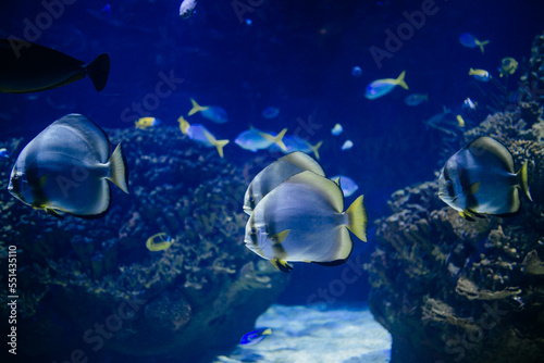ocean fish © andriyyavor