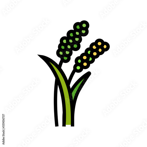 millet plant food color icon vector. millet plant food sign. isolated symbol illustration