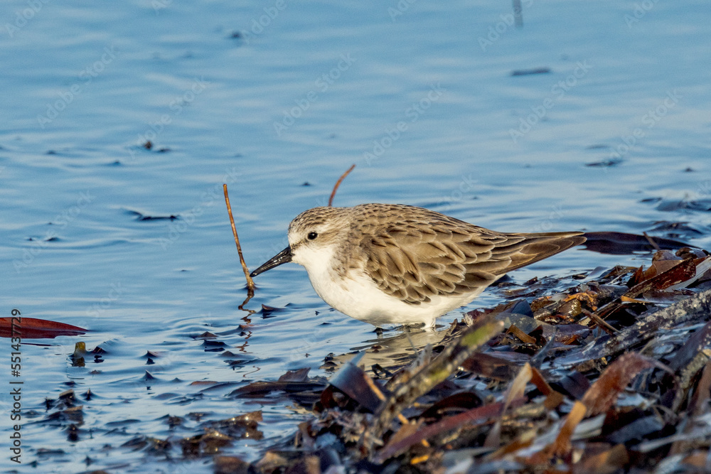Red-necked Stint in South Australia Red-necked Stint in South Australia