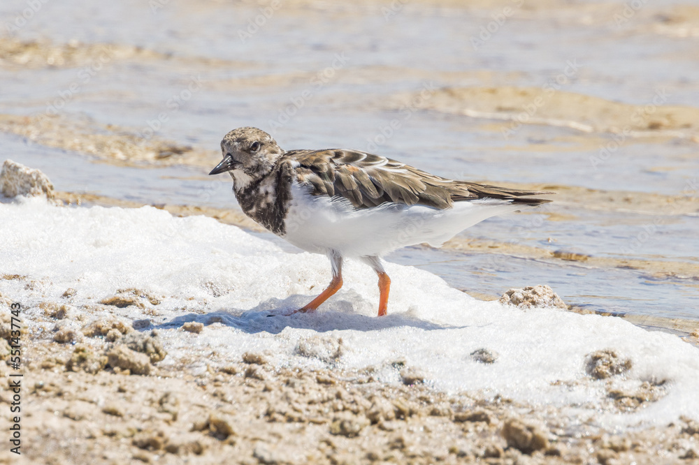 Ruddy Turnstone in South Australia Ruddy Turnstone in South Australia