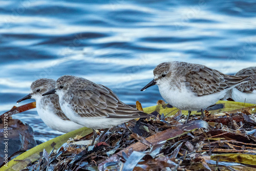 Red-necked Stint in South Australia