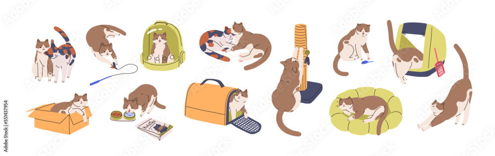 Cute cat activities set. Funny kitty, feline supplies. Home kitten pet life, actions, scenes with box, toys, feed, carrier, litter, bed. Flat graphic vector illustrations isolated on white background