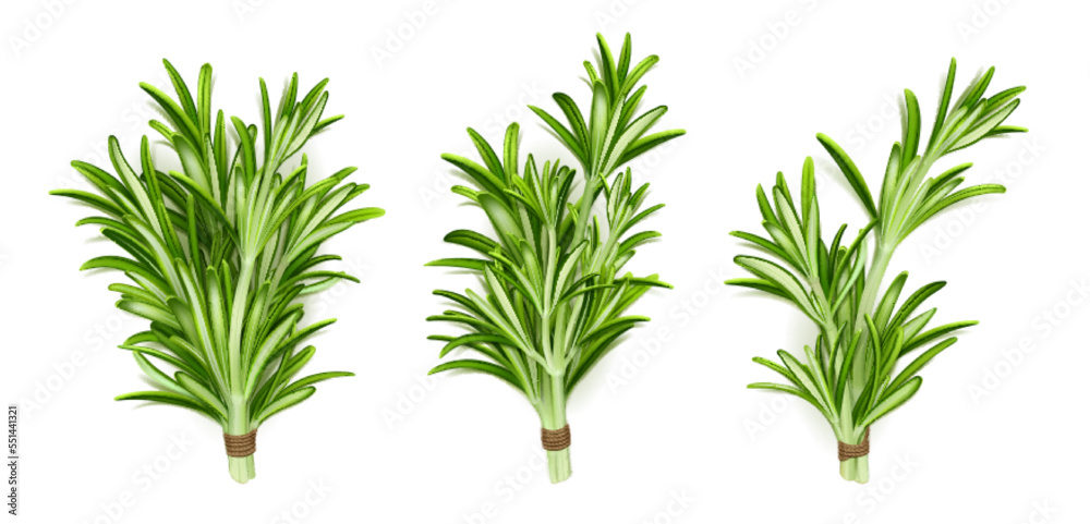 Rosemary herb bunches, isolated garden plant stems with green leaves tied with rope on white background. Organic seasoning, spice, fresh cooking condiment tufts, Realistic 3d vector illustration, set Rosemary herb bunches, isolated garden plant stems with green leaves tied with rope on white background. Organic seasoning, spice, fresh cooking condiment tufts, Realistic 3d vector illustration, set