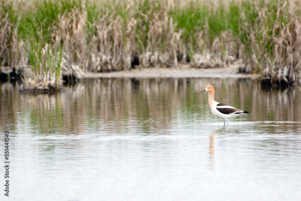 American avocet in wetland American avocet in wetland