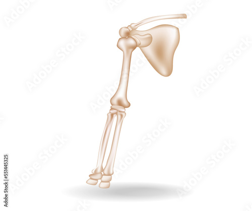 Isometric flat 3d illustration of human hand bones anatomy concept