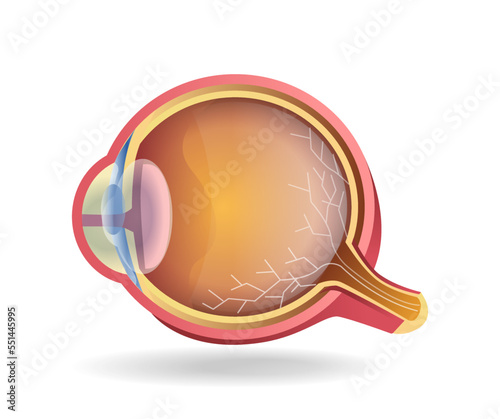 Isometric flat 3d illustration of eye slice anatomy concept