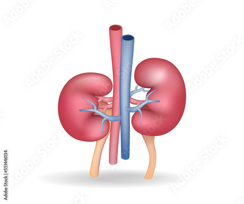 Isometric flat 3d illustration of anatomy concept of blood vessels to kidney