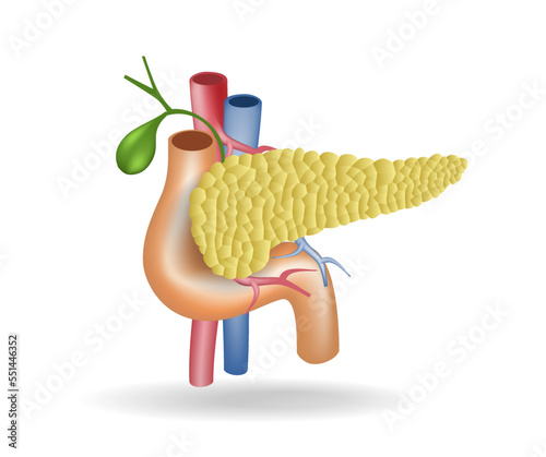 Isometric flat 3d illustration of anatomy concept of blood vessel duct to pancreas