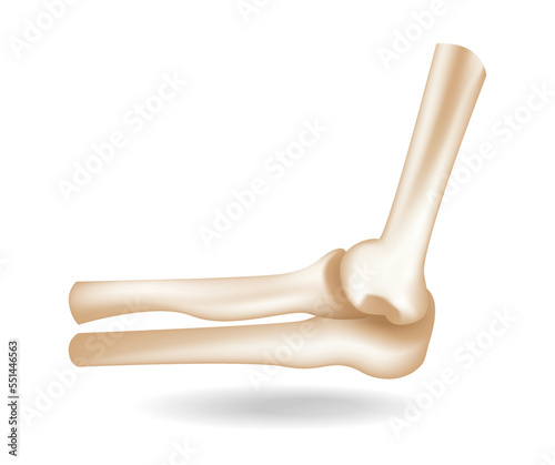 Isometric flat 3d human hand elbow bone anatomy concept illustration