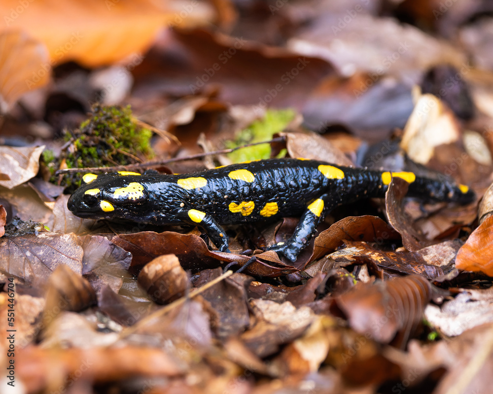 Fire salamander on leaf litter in a forest Fire salamander on leaf litter in a forest
