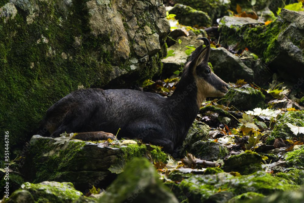 European chamois resting in the mountains European chamois resting in the mountains