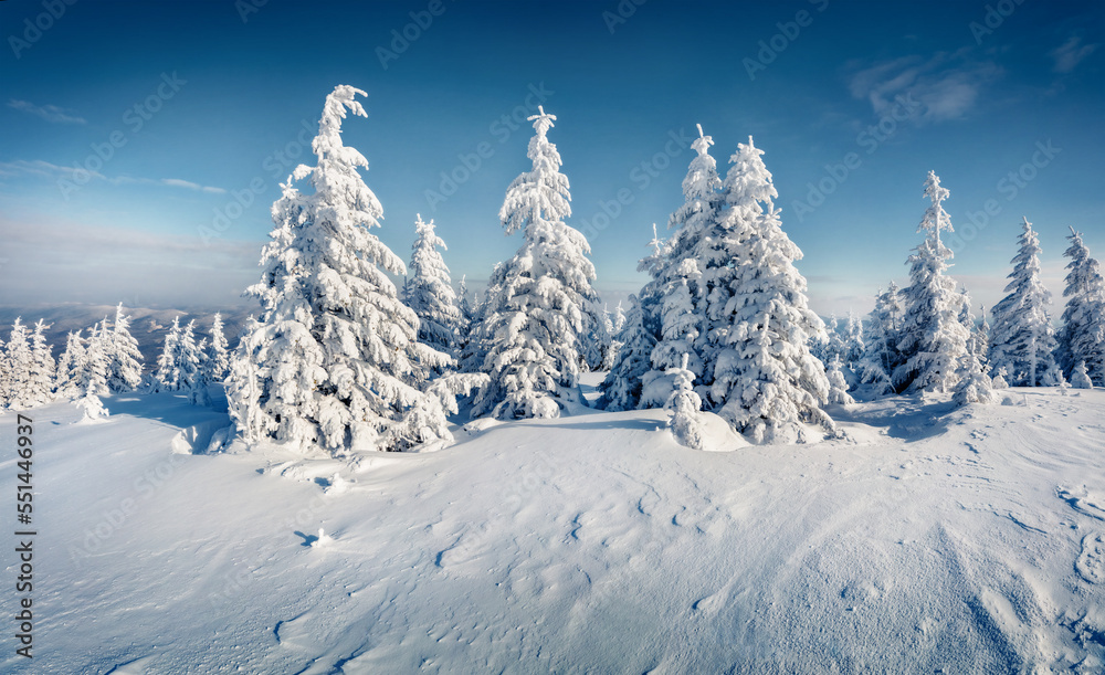 White fir trees on the top of Carpathian mountains, Ukraine, Europe. Christmas greeting postcard with snowy mountain forest. Beauty of nature concept background.