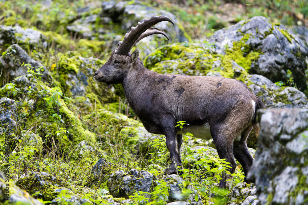 Male alpine ibex in the mountains