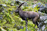 Male alpine ibex in the mountains