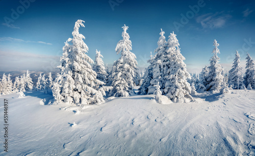 White fir trees on the top of Carpathian mountains, Ukraine, Europe. Christmas greeting postcard with snowy mountain forest. Beauty of nature concept background.
