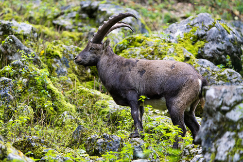 Male alpine ibex in the mountains