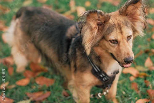 High angle close-up of mixed-breed multicolor dog outdoor. Animal fur black, brown, white. Medium-sized pet in park. Grass green, leaves orange. Horizontal Autumn day background. Man's best friend.