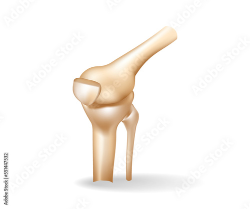 Concept flat 3d isometric illustration of an anatomical cut of the knee bones