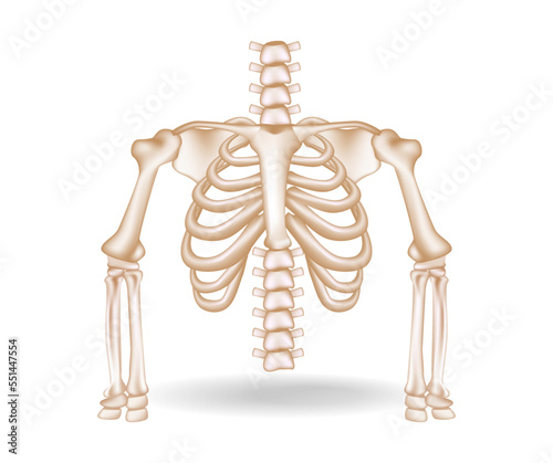 Concept flat 3d isometric illustration of anatomical cut of rib cage