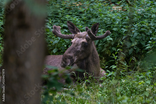 Young male European elk resting in a forest