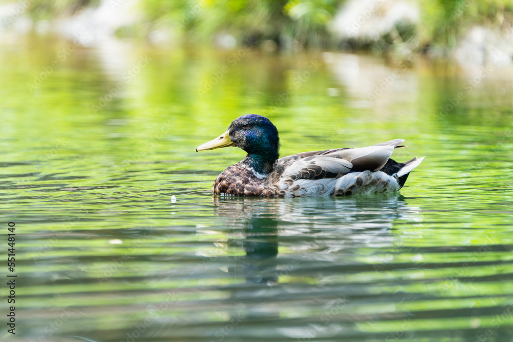 Male mallard duck in a lake
