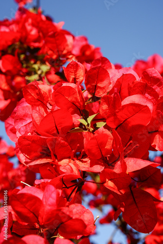 Bright red bloom of bougainvillea vine