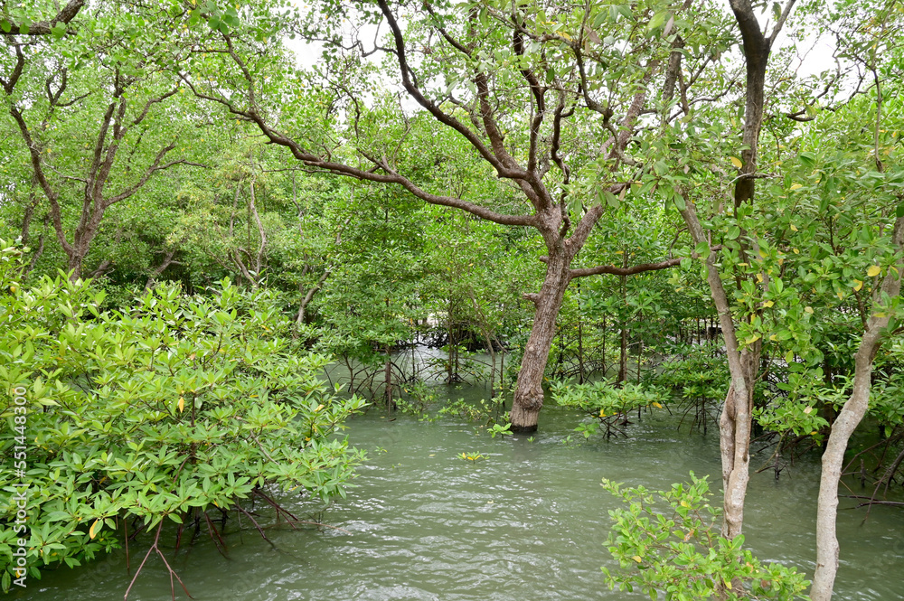 Fototapeta premium The Green Mangrove Forests fill the coastal area, mouth of a river in Chanthaburi province, Thailand.