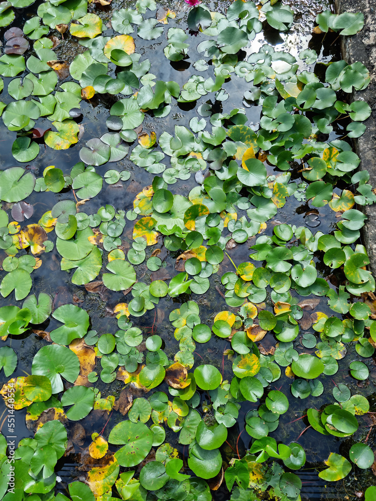 It is a water lily planted abundantly in the pond.
It is a water lily planted abundantly in the pond.