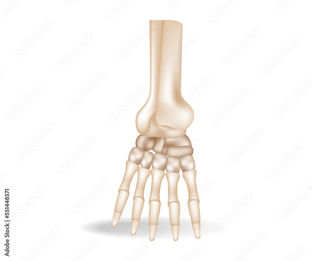 Flat 3d isometric illustration concept of anatomical pieces of human foot bones Flat 3d isometric illustration concept of anatomical pieces of human foot bones