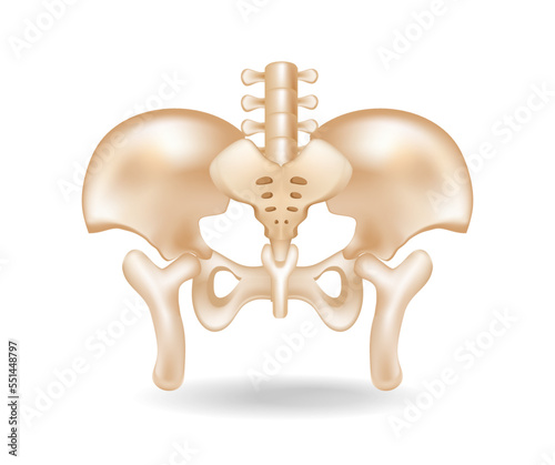 Flat 3d isometric concept illustration of pelvic bone anatomy cut
