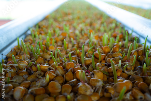 Shoots with young corn roots.