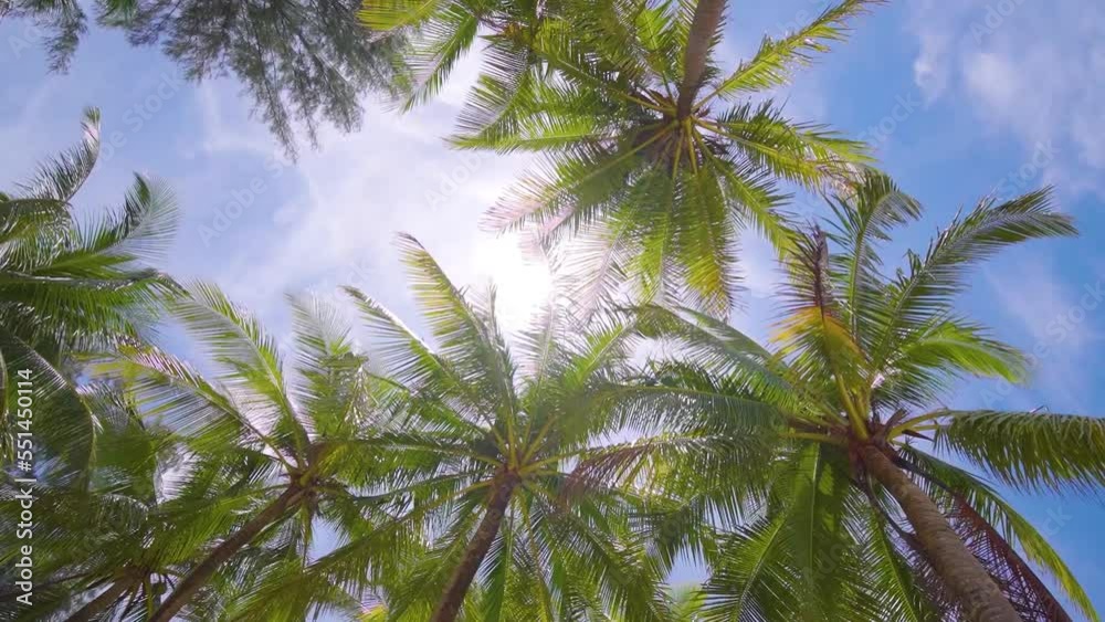 palm tree in the sky. trees bottom view sun shining through branches swaying wind sunny. 