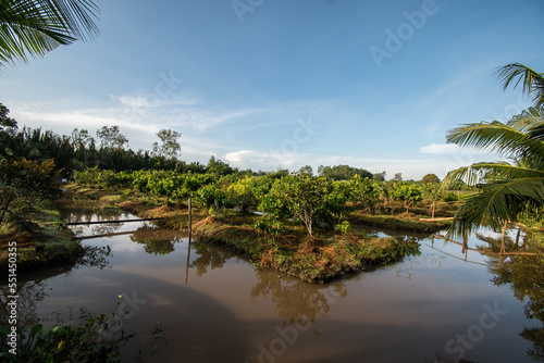 Fruit farm in the Mekong Delta