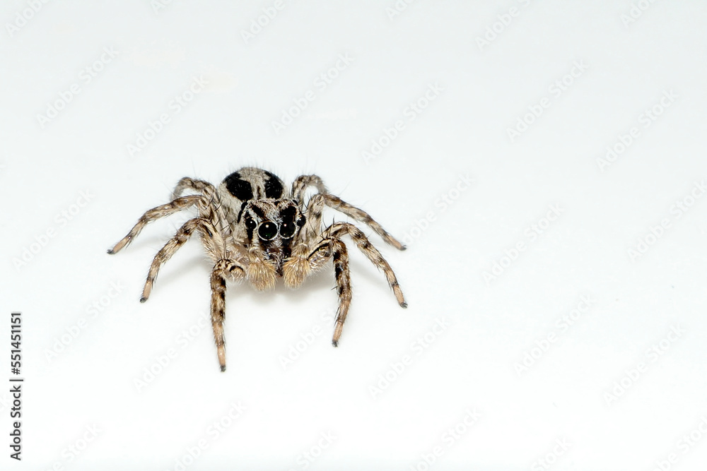 spider on the wall spider on the wall