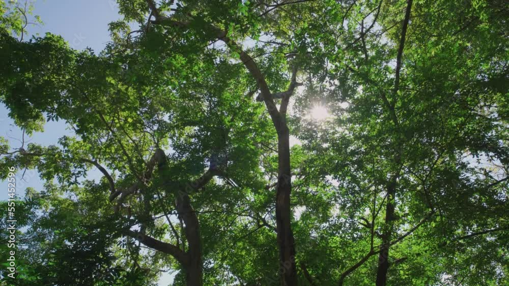 Wide shot Green trees sun shines through foliage forest. Looking up sunbeams blue sky walking POV camera Low angle shot. Wide shot Green trees sun shines through foliage forest. Looking up sunbeams blue sky walking POV camera Low angle shot.