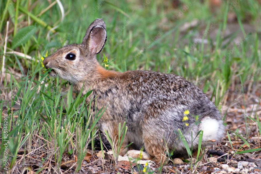 Fototapeta premium Mountain cottontail rabbit in the grass